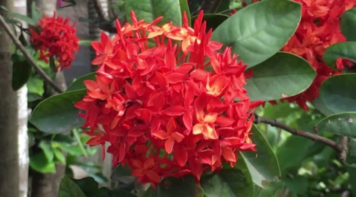 Should I plant Peony flowers in front of my house?