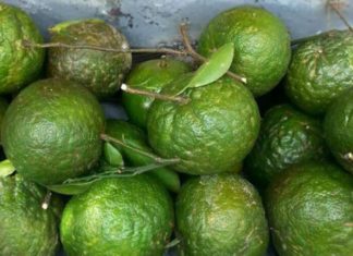 Tips from an expert gardener: How to choose the perfect sweet and juicy Cam Sanh oranges