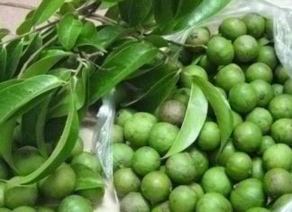 How to choose and store the best durians, maintaining their freshness all year round