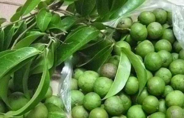 How to choose and store the best durians, maintaining their freshness all year round