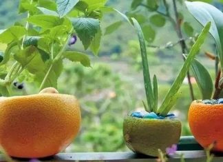 The Magic of Rotten Oranges: Unveiling Nature’s Surprising Benefits