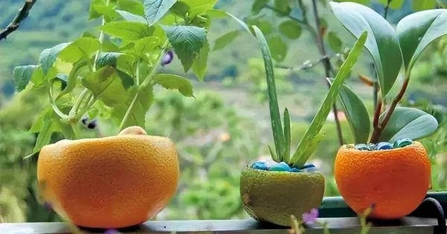 The Magic of Rotten Oranges: Unveiling Nature’s Surprising Benefits