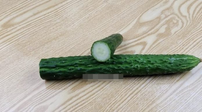 The Astonishing Power of the Cucumber’s Tail