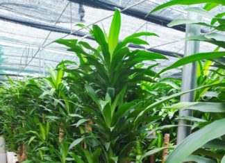 “The Power of the Ironwood Tree: Unlocking the Secrets of Its Feng Shui”