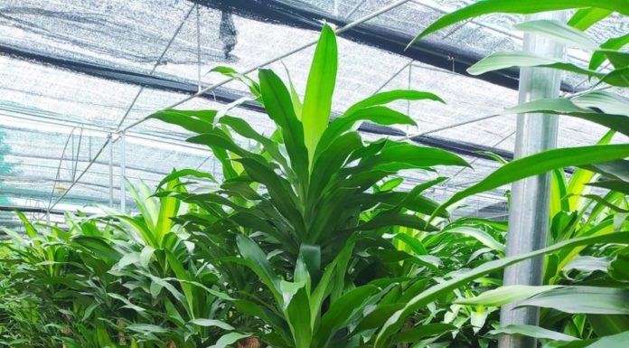 “The Power of the Ironwood Tree: Unlocking the Secrets of Its Feng Shui”