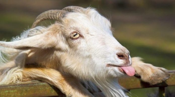 From 4/3: 4-year-old clears bad luck and makes money effortlessly, Fortune shines brightly like red lipstick