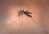 Can you catch dengue fever more than once?