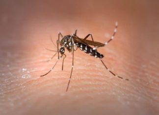 Can you catch dengue fever more than once?