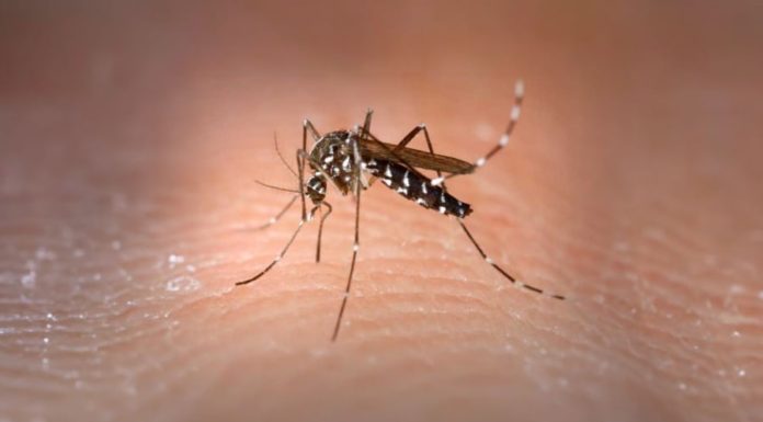 Can you catch dengue fever more than once?