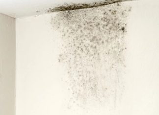 The Ultimate Guide to DIY Mold Removal: Restore Your Walls Without Breaking the Bank
