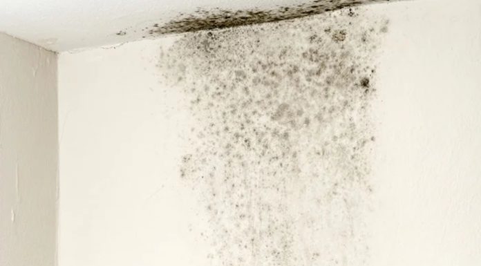 The Ultimate Guide to DIY Mold Removal: Restore Your Walls Without Breaking the Bank