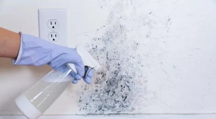 Get Rid of Mold on Walls and Ceilings with These Effective Water-based Cleaners