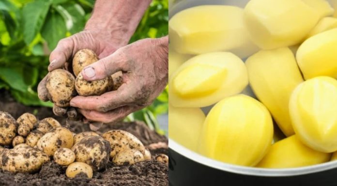 Why should you soak potatoes before cooking them? Don’t forget this step to avoid a disaster in the kitchen.