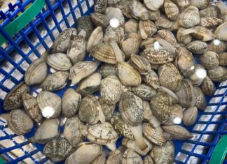 The magic of soaking clams with this ingredient for just 1 hour will remove all the sand and grit, allowing you to cook with ease.