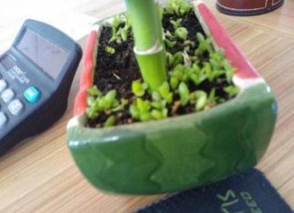 Why you shouldn’t remove all the weeds in your plant pot?