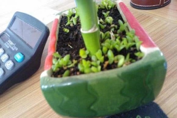 Why you shouldn’t remove all the weeds in your plant pot?