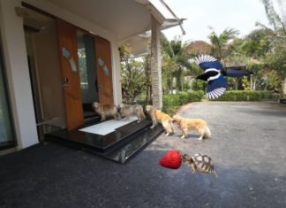 What are the Five Blessings, and do you have them?