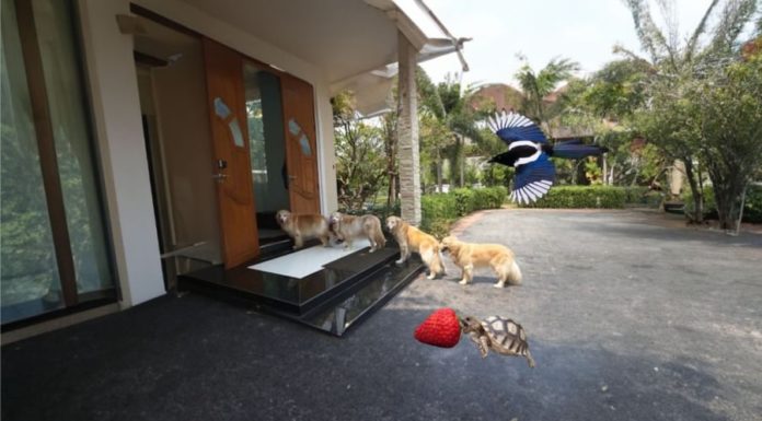 What are the Five Blessings, and do you have them?