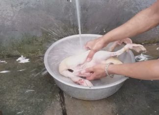 How to efficiently pluck duck feathers, eliminate odor, and save time