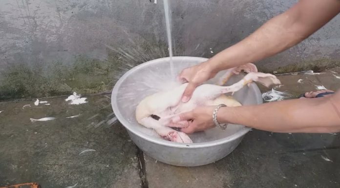 How to efficiently pluck duck feathers, eliminate odor, and save time