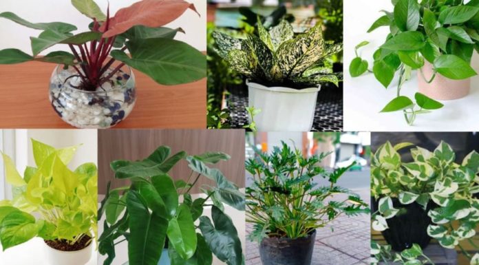 Should I grow lucky bamboo indoors? How many types of lucky bamboo are there to choose from?