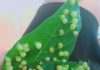 Why are there so many pimples on the lotus leaf, can you eat them?