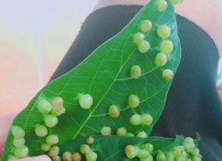 Why are there so many pimples on the lotus leaf, can you eat them?