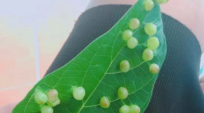Why are there so many pimples on the lotus leaf, can you eat them?