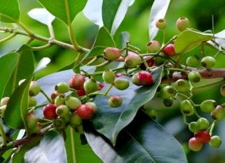 Plant a Ginkgo Tree in Your Garden and Reap a Multitude of Health Benefits