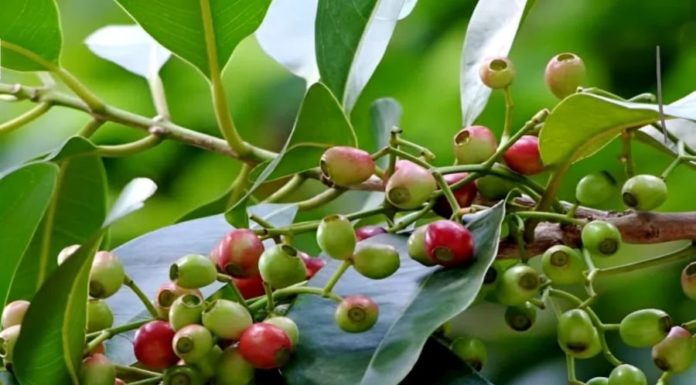 Plant a Ginkgo Tree in Your Garden and Reap a Multitude of Health Benefits