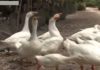Why do 90% of people only raise chickens and ducks, not geese, even though goose meat is delicious and nutritious?