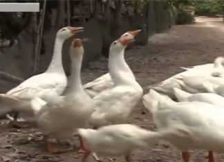 Why do 90% of people only raise chickens and ducks, not geese, even though goose meat is delicious and nutritious?