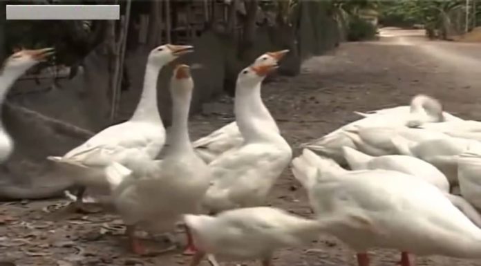 Why do 90% of people only raise chickens and ducks, not geese, even though goose meat is delicious and nutritious?