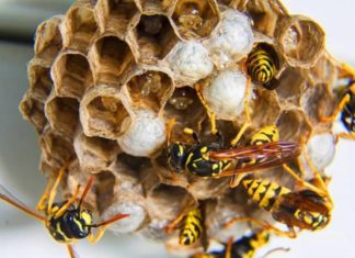 Are bees flying into the house considered good or bad in feng shui?