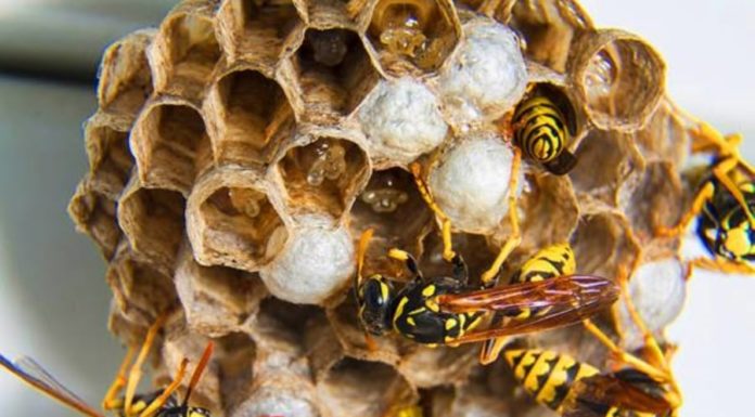 Are bees flying into the house considered good or bad in feng shui?