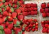 Choose the best Vietnamese strawberries this season with this handy guide.