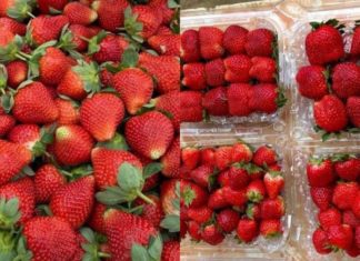 Choose the best Vietnamese strawberries this season with this handy guide.