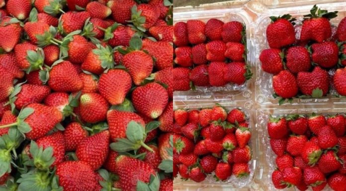 Choose the best Vietnamese strawberries this season with this handy guide.