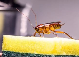 The Surprising Blend of Laundry Detergent with a Familiar Spice Will Leave You Astonished as Bugs and Insects Disappear Automatically