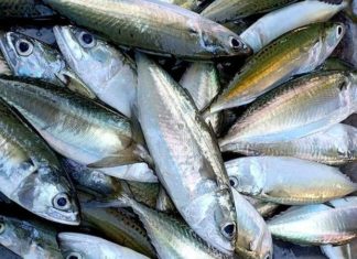 How to Choose Fresh, Chemical-Free Ocean Fish: The Ultimate Guide