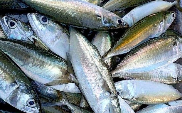 How to Choose Fresh, Chemical-Free Ocean Fish: The Ultimate Guide
