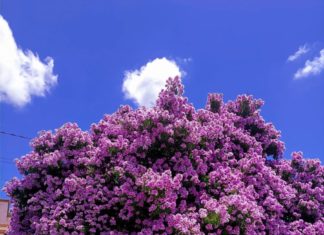 6 Tall, Shade-Providing Trees with Vibrant Blooms and Minimal Leaf Shedding – Your Ultimate Asset Guardian