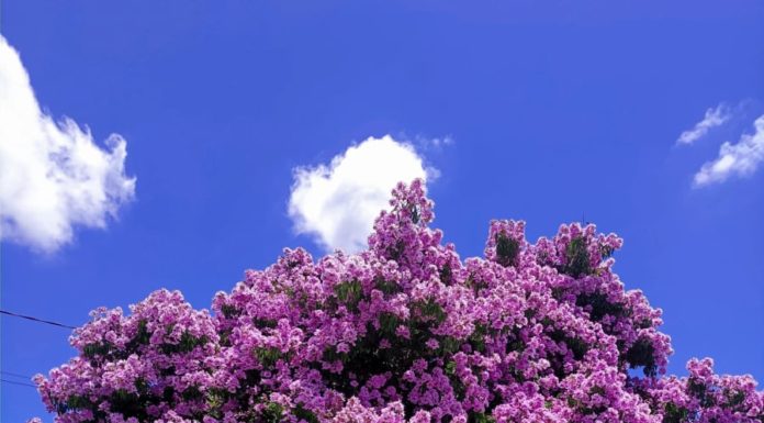 6 Tall, Shade-Providing Trees with Vibrant Blooms and Minimal Leaf Shedding – Your Ultimate Asset Guardian