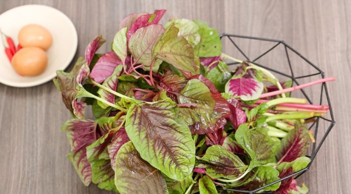 Poverty-stricken vegetable with 9 times more calcium than bone broth: Abundant outside the garden and market, everyone should eat it