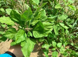 A Calcium-Rich Vegetable That Is 3 Times More Nutritious Than Eggs, Once Considered a Wild Weed but Now a Rare Gem