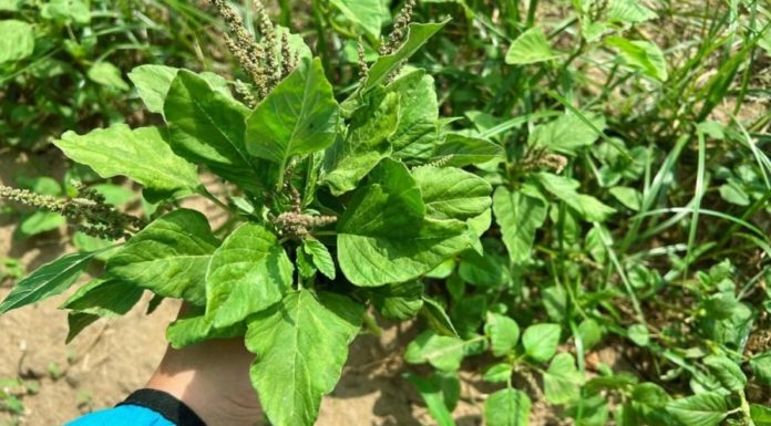 A Calcium-Rich Vegetable That Is 3 Times More Nutritious Than Eggs, Once Considered a Wild Weed but Now a Rare Gem