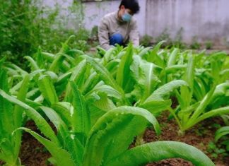 Super Calcium-Rich Vegetable: 36 Times More Calcium Than Bone Broth, Delicious Raw or Cooked, No Worries of Getting Fat