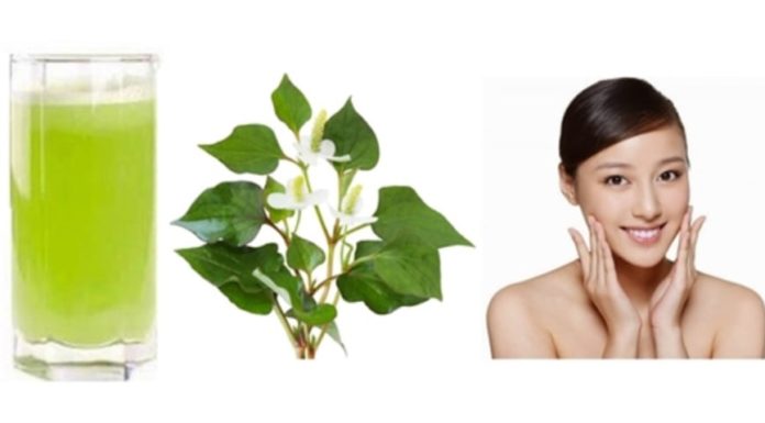 Health Benefits of Purslane for Smooth, Clear Skin and Quick Acne Relief