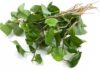 Water spinach is not only a popular leafy vegetable but also has many healing properties.