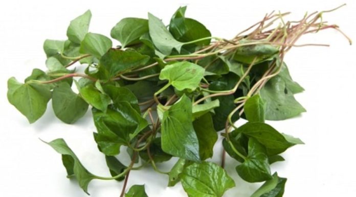 Water spinach is not only a popular leafy vegetable but also has many healing properties.